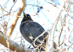 Strepera versicolor arguta