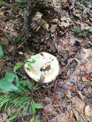 Russulaceae