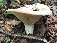 Russulaceae