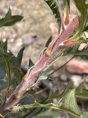 Banksia armata