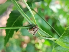 Araneidae