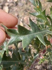 Banksia armata
