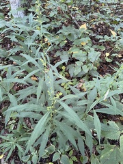 Solidago curtisii