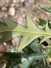 Banksia armata