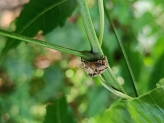 Araneidae