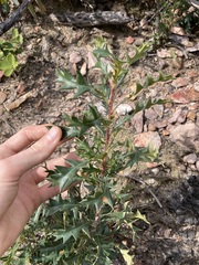 Banksia armata