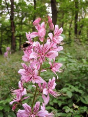 Dictamnus albus