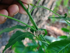 Araneidae