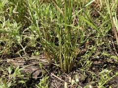Juncus tenuis