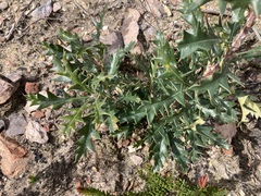 Banksia armata