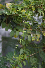 Paederia foetida