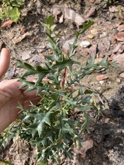 Banksia armata