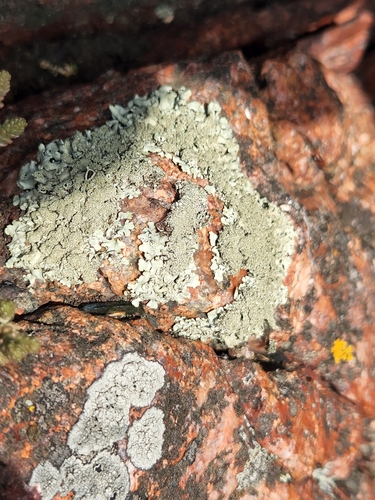 Taškuotasis auksakežis nuotrauka