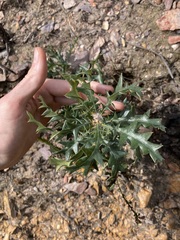 Banksia armata
