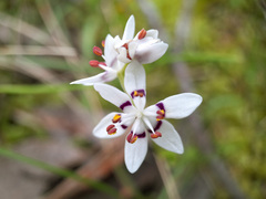 Wurmbea dioica