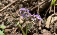 Myosotis arvensis