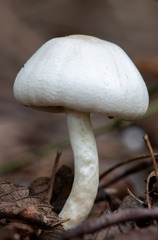 Hygrophorus eburneus