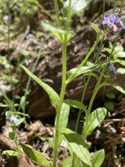 Myosotis arvensis