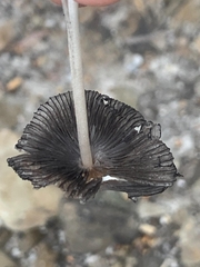 Parasola auricoma