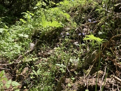 Myosotis arvensis