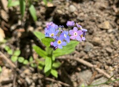 Myosotis arvensis