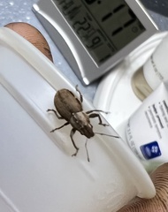 Naupactus peregrinus