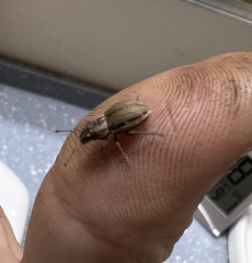 Naupactus peregrinus