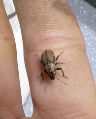 Naupactus peregrinus