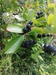 Aronia melanocarpa