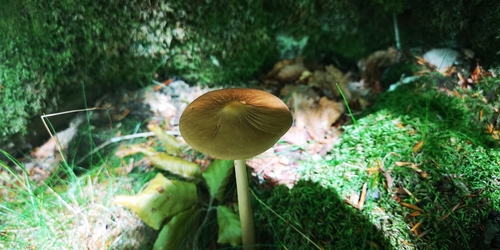 Oudemansiella radicata — (c) MARIANO ORTUÑO, some rights reserved (CC BY)