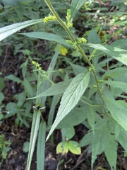 Solidago curtisii