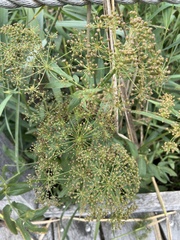 Oenantheae