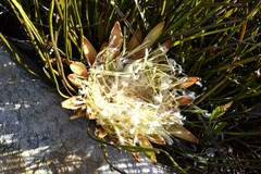 Protea scorzonerifolia