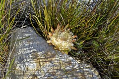 Protea scorzonerifolia