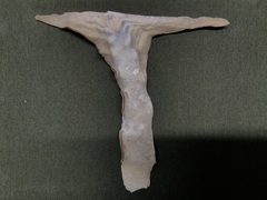 Malleus albus