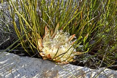 Protea scorzonerifolia
