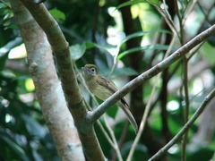 Rhynchocyclus brevirostris