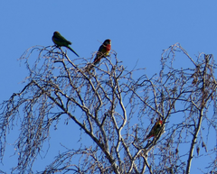 Platycercus eximius