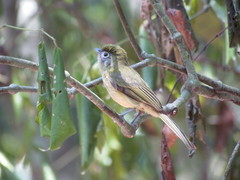 Rhynchocyclus brevirostris