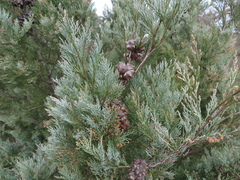 Callitris rhomboidea