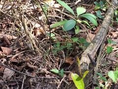 Philothamnus natalensis