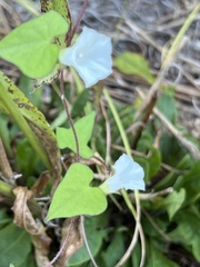 Ipomoea lacunosa