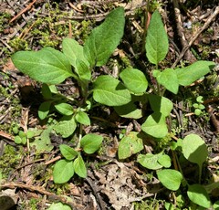 Prunella vulgaris vulgaris