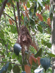 Rhynchocyclus brevirostris