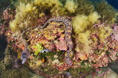 Muraena helena