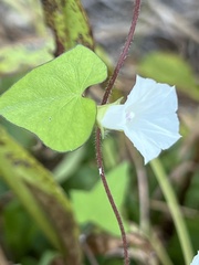 Ipomoea lacunosa