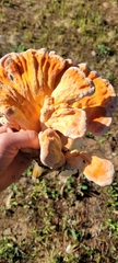 Laetiporus cincinnatus
