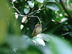 Rhynchocyclus brevirostris