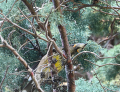 Anthochaera paradoxa