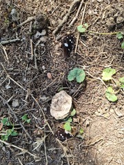 Amauris albimaculata